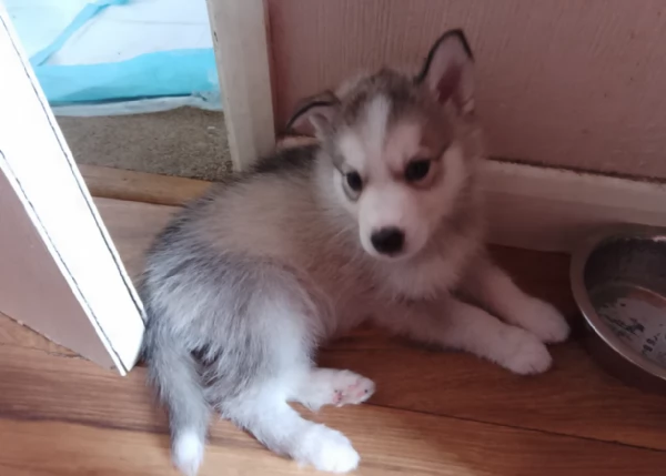 cuccioli di siberian husky maschi e femmine per adozione | Foto 6