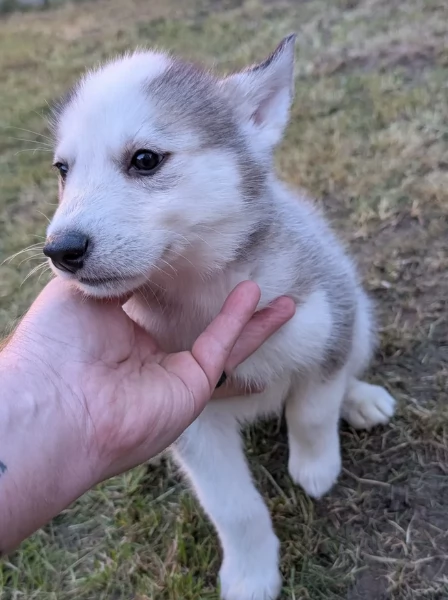 cuccioli di siberian husky maschi e femmine per adozione | Foto 5