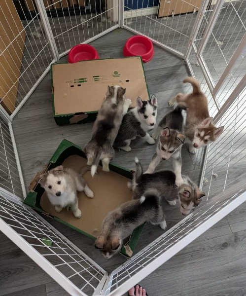 cuccioli di siberian husky maschi e femmine per adozione