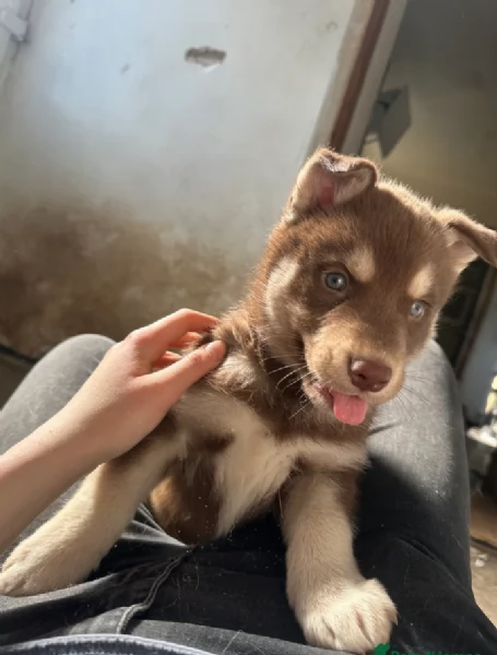 cuccioli di siberian husky maschi e femmine per adozione | Foto 1