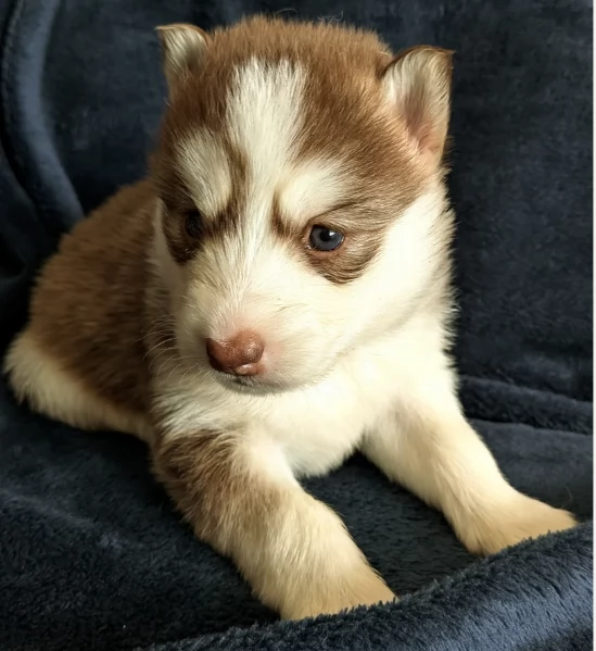 cuccioli di siberian husky maschi e femmine per adozione | Foto 0