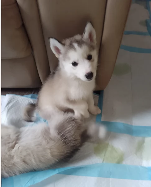 cuccioli di siberian husky maschi e femmine per adozione | Foto 2