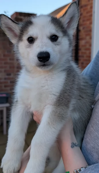 cuccioli di siberian husky maschi e femmine per adozione | Foto 5