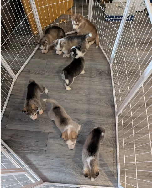 cuccioli di siberian husky maschi e femmine per adozione