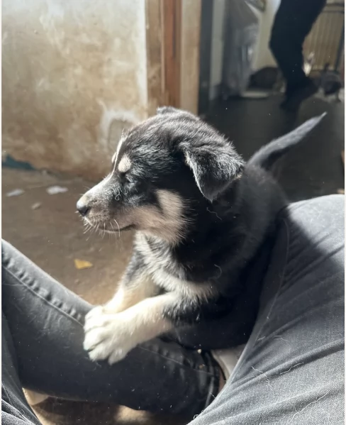 cuccioli di siberian husky maschi e femmine per adozione | Foto 1