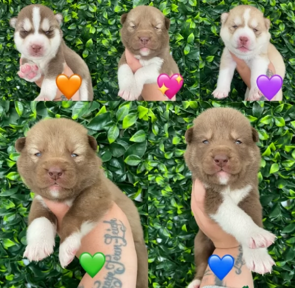 cuccioli di siberian husky maschi e femmine per adozione | Foto 3