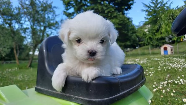 Maltese 