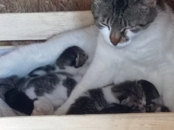 Regalo una cucciolata e mamma insieme diamo una casina a queste povere anime  | Foto 3
