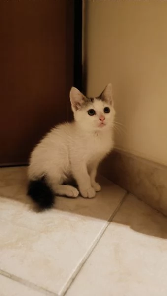 Gattino cerca famiglia  | Foto 0