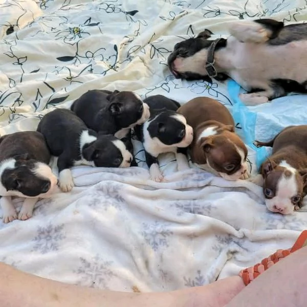 Boston terrier 