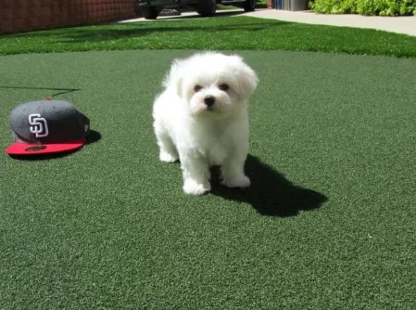 meraviglioso cuccioli di razza maltese toy taglia piccola per ladozione gratuita