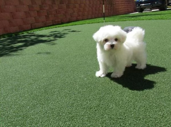 meraviglioso cuccioli di razza maltese toy taglia piccola per ladozione gratuita | Foto 0