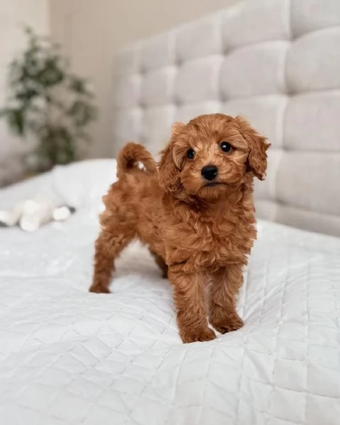 adorabili cuccioli di barboncino in regalo per ladozione sono amichevoli e gentili