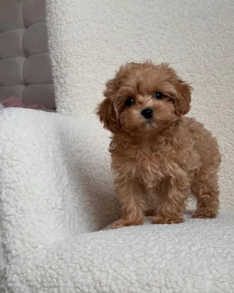 adorabili cuccioli di barboncino in regalo per ladozione sono amichevoli e gentili | Foto 0