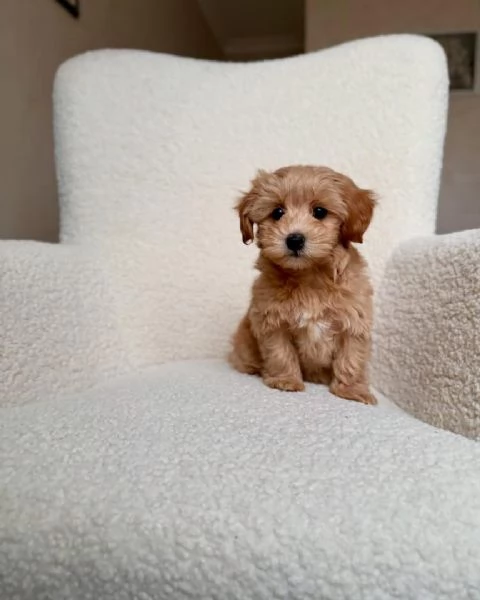  adorabili cuccioli di barboncino in regalo per ladozione sono amiche | Foto 0