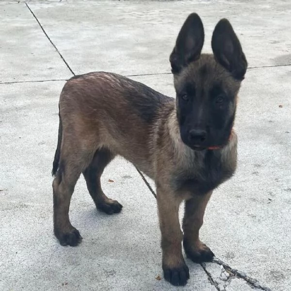 Cuccioli di Pastore Belga Malinois | Foto 0