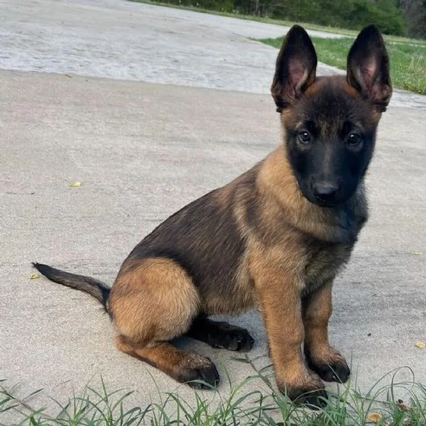 Cuccioli di Pastore Belga Malinois