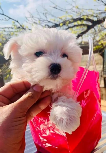 Cuccioli di maltese toy 