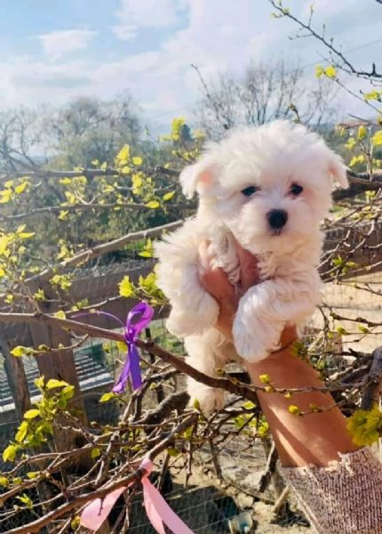 Cuccioli di maltese toy  | Foto 0