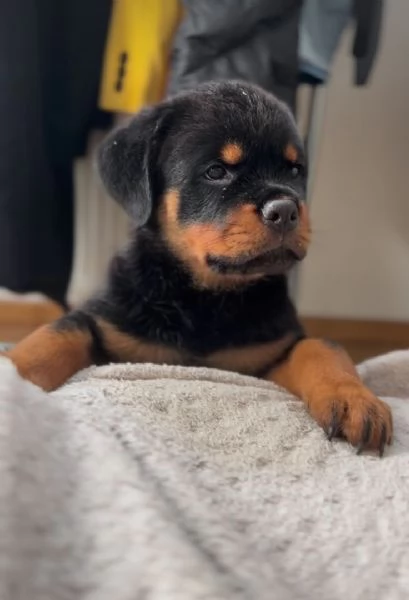 Cuccioli di rottweiler  | Foto 0