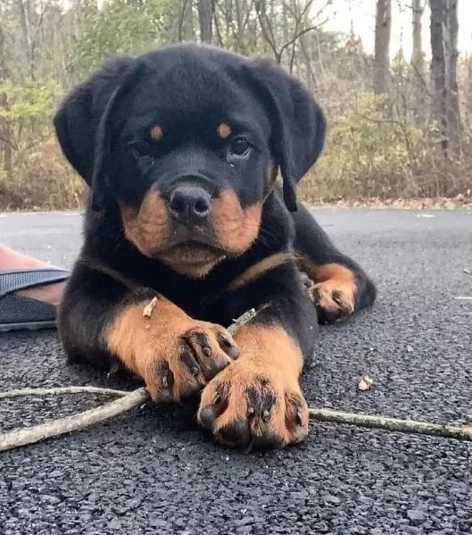 Cuccioli di rottweiler 