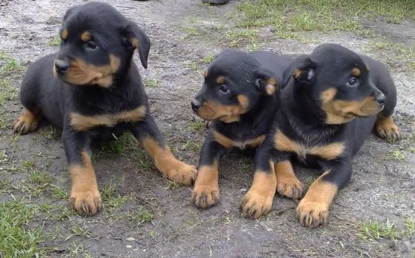 Cuccioli di rottweiler 