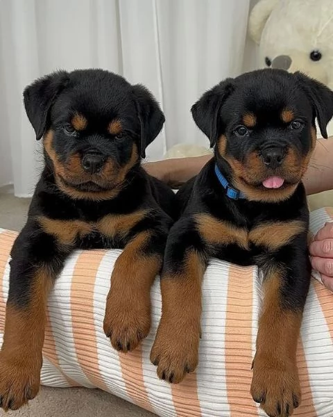 Cuccioli di rottweiler  | Foto 0