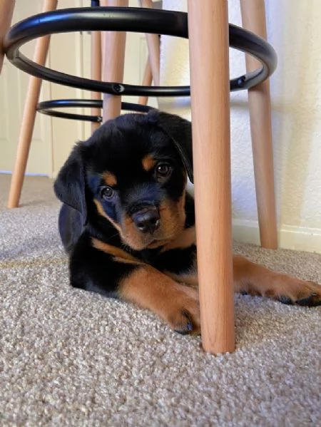 Cuccioli di rottweiler  | Foto 0