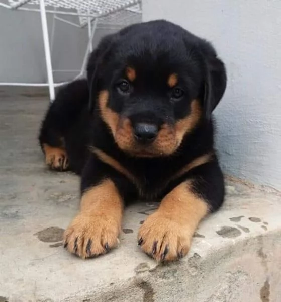 Cuccioli di rottweiler 