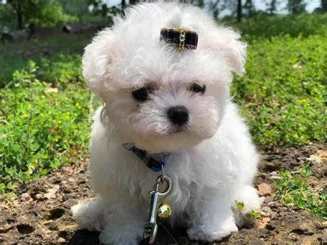 Cuccioli di maltese toy  | Foto 0