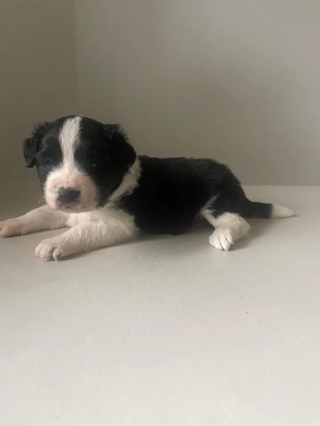 Border Collie | Foto 3