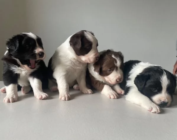 Border Collie