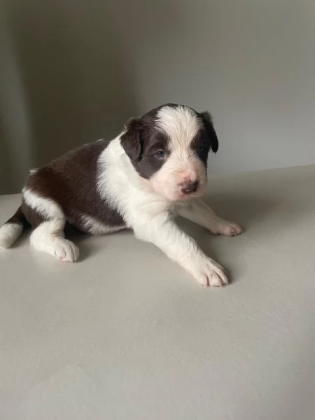 Border Collie | Foto 1