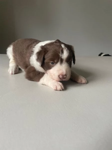 Border Collie | Foto 0