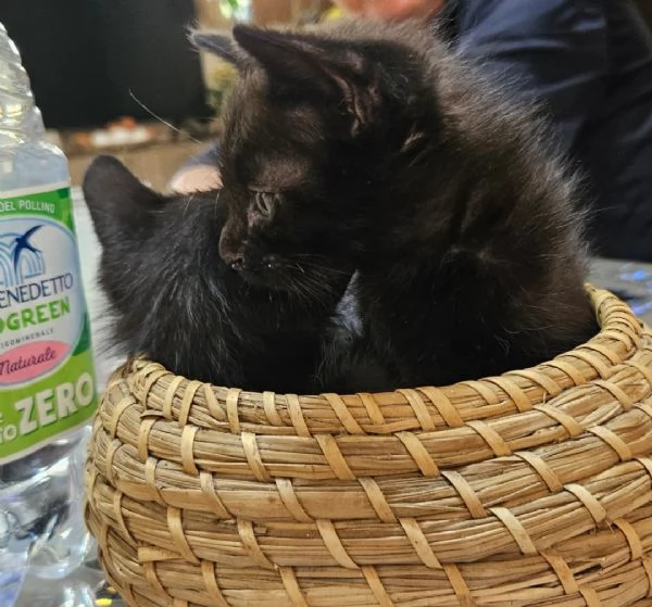 Gattini dolcissimi