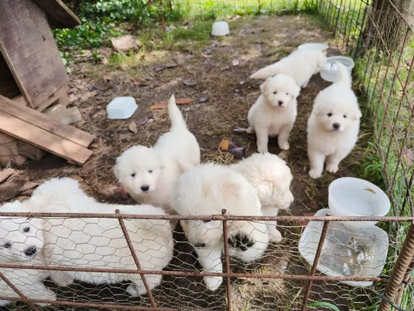 Cuccioli di pastore maremmano