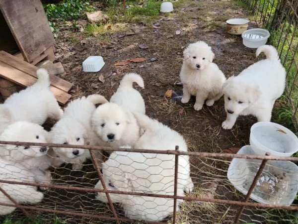 Cuccioli di pastore maremmano | Foto 5