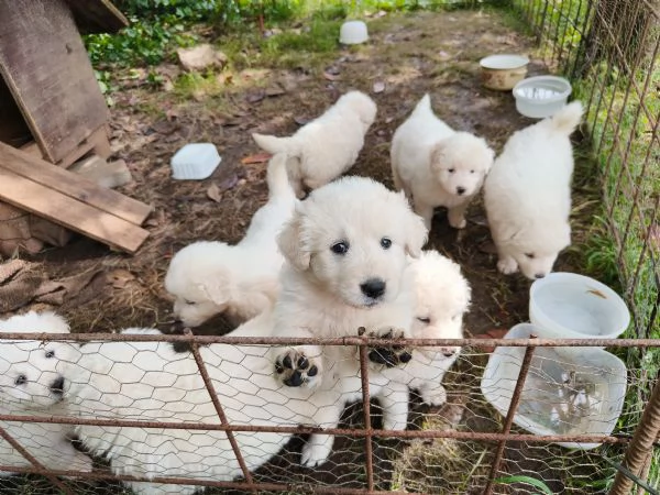 Cuccioli di pastore maremmano | Foto 4