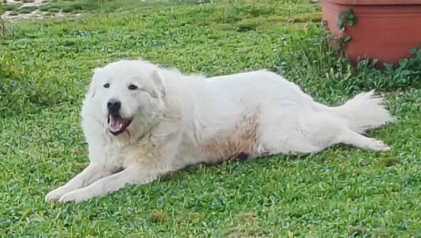 Cuccioli di pastore maremmano | Foto 3