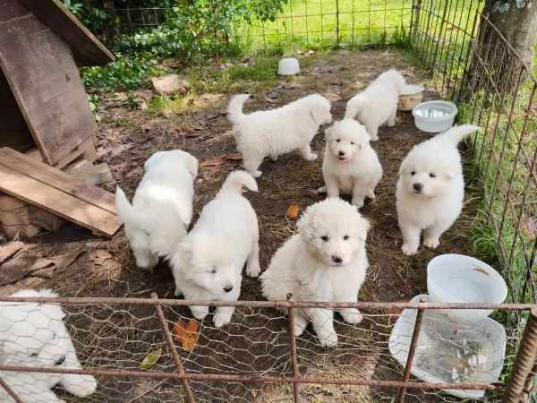 Cuccioli di pastore maremmano | Foto 1