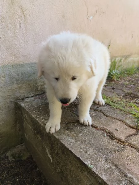2 Cuccioli femmine pastore maremmano | Foto 2