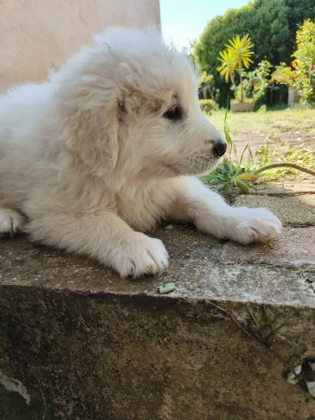 2 Cuccioli femmine pastore maremmano | Foto 1