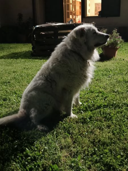 Cuccioli di pastore maremmano | Foto 0