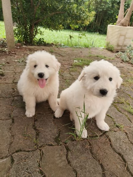 2 Cuccioli femmine pastore maremmano