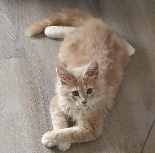 Gattino main coon per REGALO 