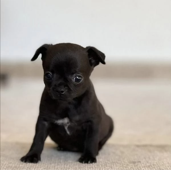 Chihuahua da sesso femmina per regalo | Foto 0