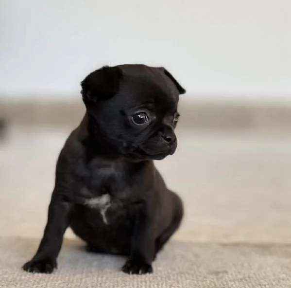 Chihuahua da sesso femmina per regalo