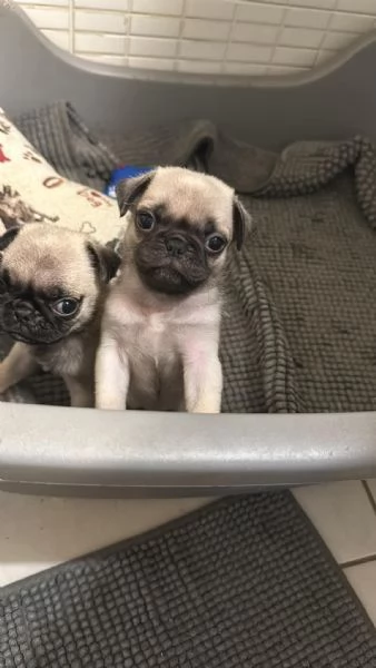 cuccioli di carlino