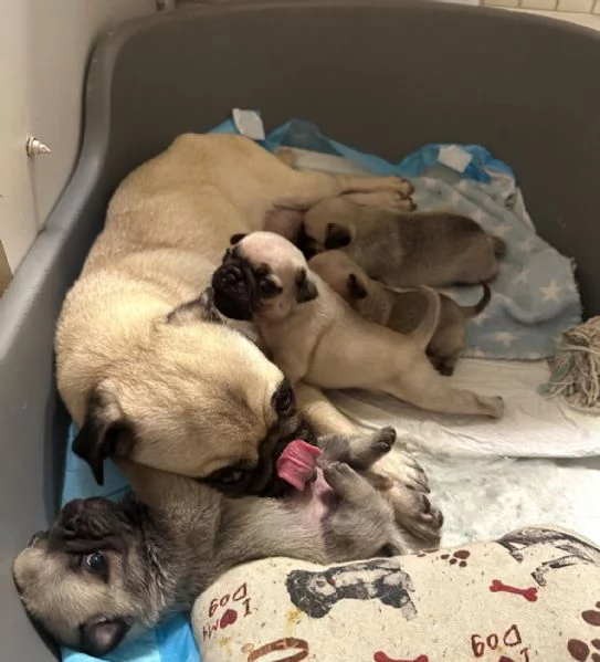 cuccioli di carlino | Foto 1