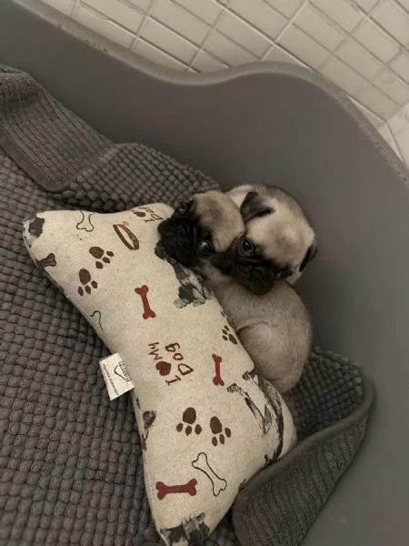 cuccioli di carlino | Foto 0